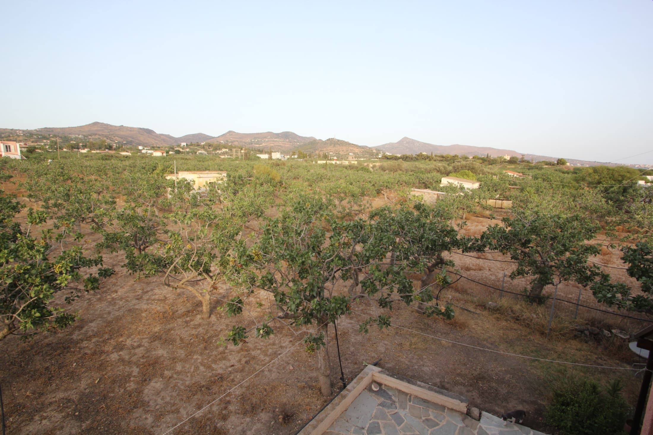Pistachio groves stretching to the hills, seen from Fistiki Studio